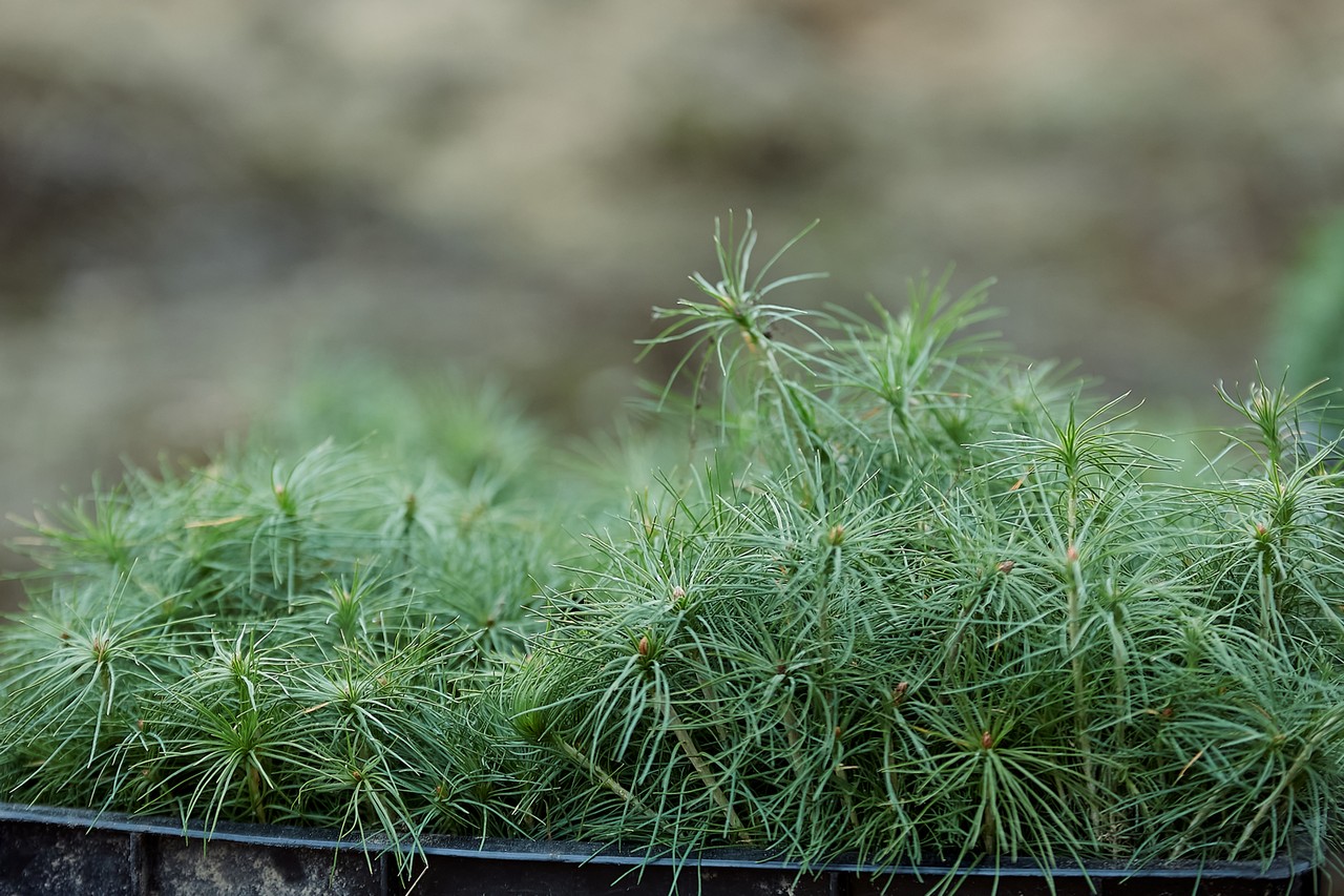 Неделя леса» в Рогачевском лесхозе. - Рогачёвский лесхоз